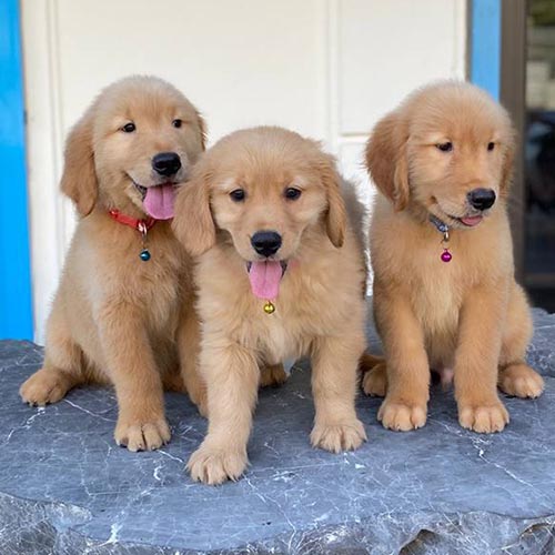 Ba chú chó Golden Retriever con dễ thương ngồi trên bàn đá