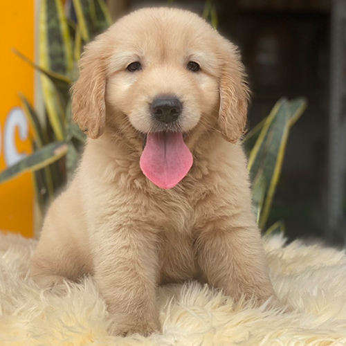 Golden Retriever cái con ngồi trên thảm lông vàng dễ thương