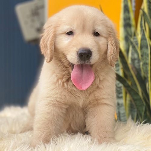 Chó Golden con lông vàng kem ngồi trên thảm lông trắng
