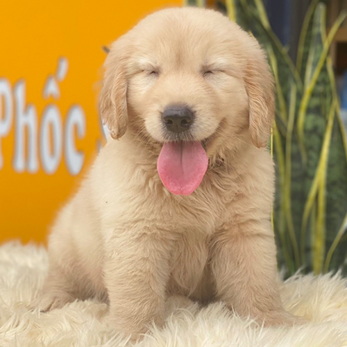 Chó Golden Retriever cười nhắm mắt đáng yêu trên thảm lông trắng