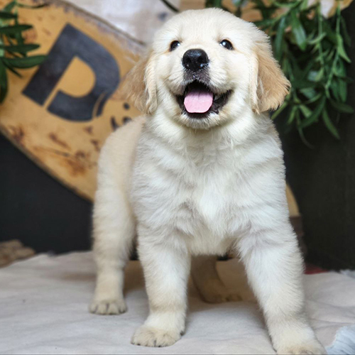 Chó Golden Retriever con lông vàng sáng đang đứng và nhìn vào máy ảnh, miệng há cười