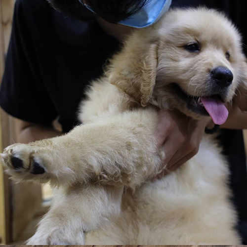 Chó Golden Retriever con đang được bế và thè lưỡi đáng yêu