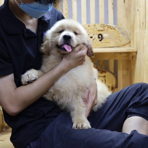 Chó Golden cái con được ôm trong lòng, lông vàng kem, biểu cảm vui vẻ