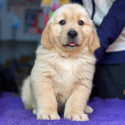 Chó Golden Retriever 2 tháng tuổi ngồi nghiêm chỉnh, đôi mắt long lanh