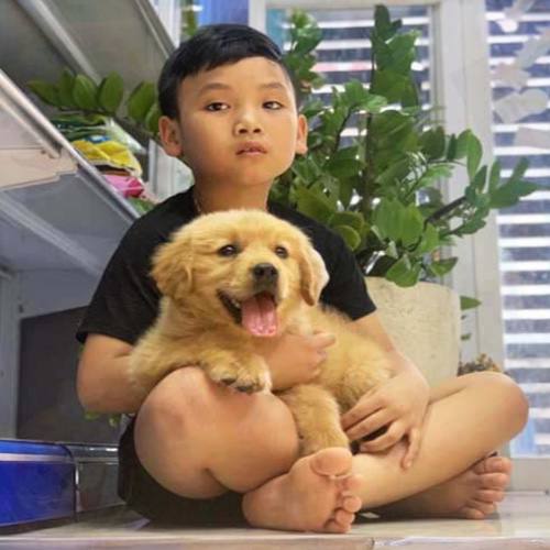 Chó Golden thân thiện nằm trong lòng bé trai