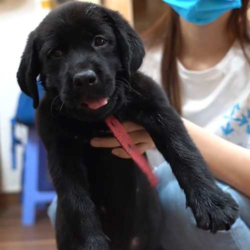 Chó Labrador Retriever đen dễ thương được bế trên tay