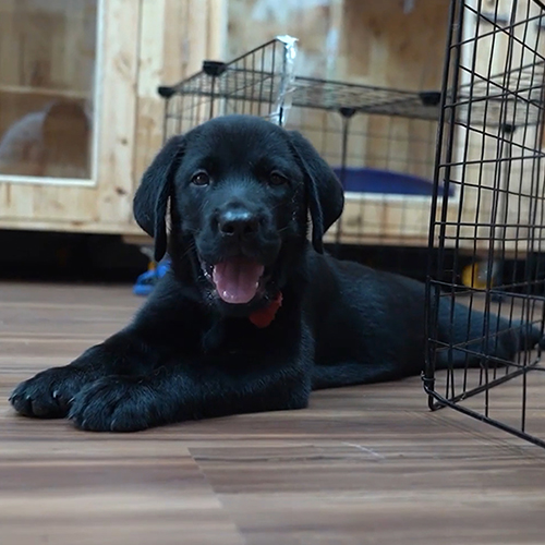 Chó Labrador Retriever màu đen nằm thư giãn trong nhà