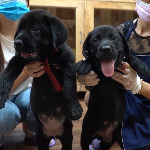 Đôi chó Labrador đen con 2 tháng tuổi được người nuôi bế