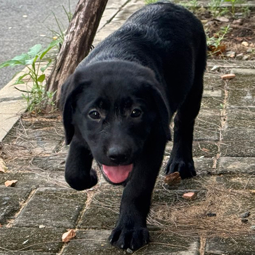 Chó Labrador Retriever màu đen khỏe mạnh và lanh lợi