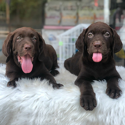 Hai chó Labrador Retriever nâu socola nằm trên thảm lông trắng