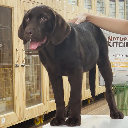 Chó Labrador màu socola đứng trên bàn trong cửa hàng thú cưng