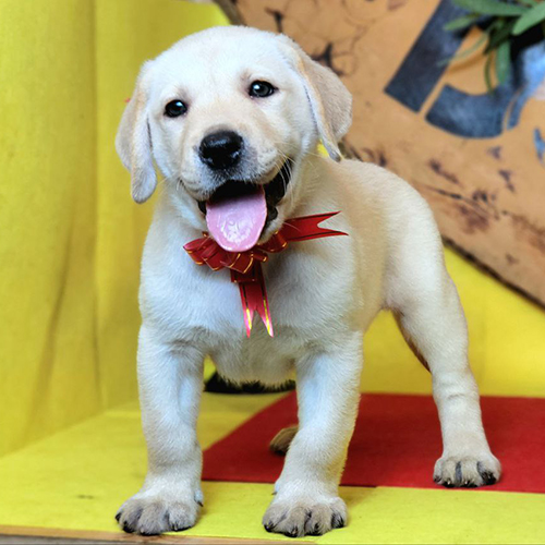Chó Labrador vàng thuần chủng có giấy VKA