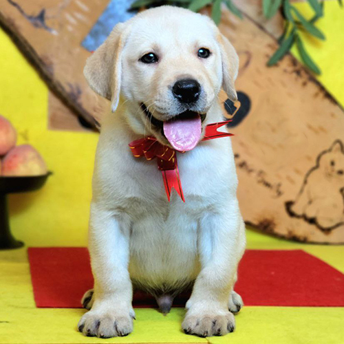 Chó Labrador con ngồi chào theo lệnh