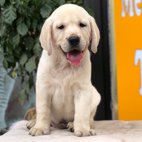 Chó Labrador màu vàng ngồi nghiêm chỉnh trước cửa nhà