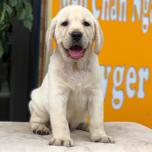 Chó Labrador vàng con ngồi trước nền cam