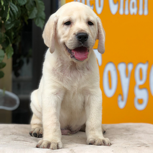 Chó Labrador Retriever vàng thuần chủng 2 tháng tuổi
