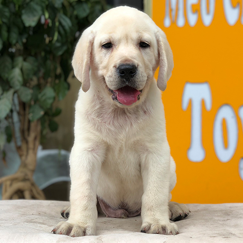 Chó Labrador thuần chủng lông vàng ngồi tạo dáng dễ thương