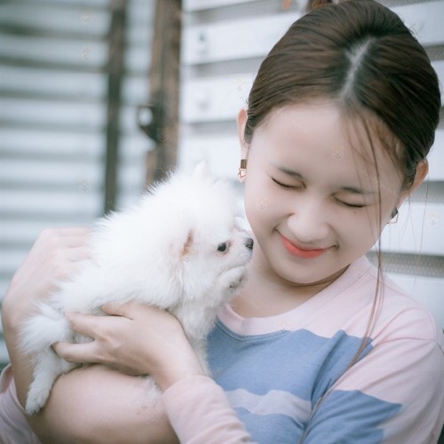 Một chú chó Phốc Sóc teacup nhỏ nhắn và đáng yêu bên cạnh cô gái.