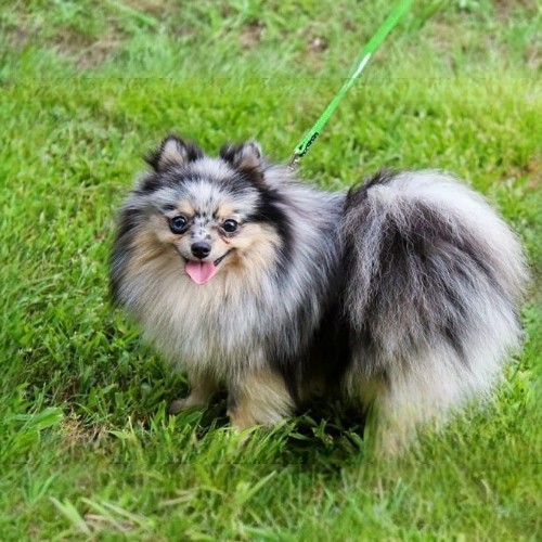 Chó Phốc Sóc màu Blue Merle tại Nga.
