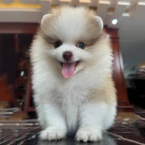 Chó Pomeranian (Phốc Sóc) lông xù hai màu trắng-nâu, đang thè lưỡi ngồi trên nền đá hoa cương.