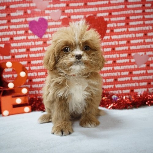Chó Phốc Sóc lai Poodle (Pomapoo) nhỏ xinh trước nền trang trí Valentine.