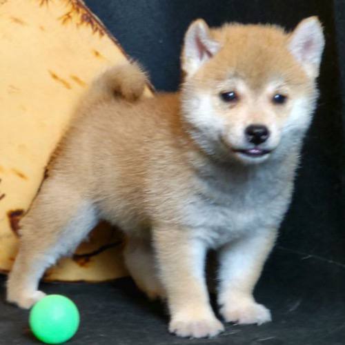 Chó Shiba Inu màu vàng nhỏ nhắn với bộ lông rực rỡ