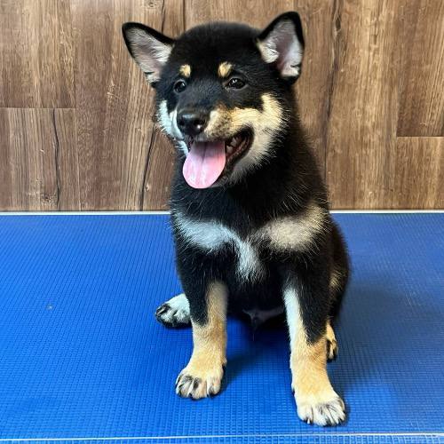 Chó Shiba Inu con màu blacktan với tai dựng và bộ lông mượt mà.