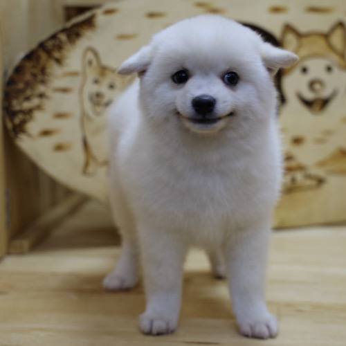 Chó Shiba Inu màu trắng với nụ cười đặc trưng dễ thương.