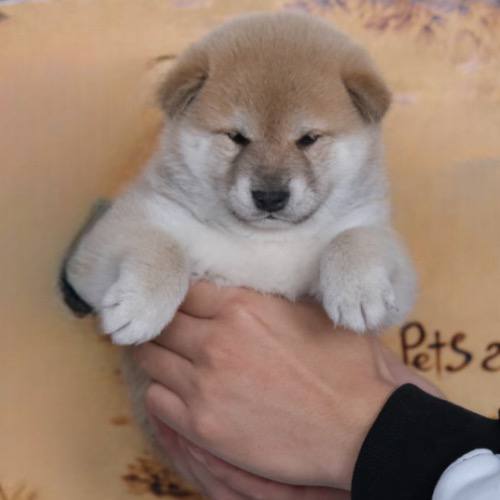 Chó Shiba con dễ thương được cầm trên tay.