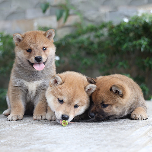 Ba chú chó con Shiba Inu lông nâu đỏ nằm và ngồi cạnh nhau, biểu cảm đáng yêu.