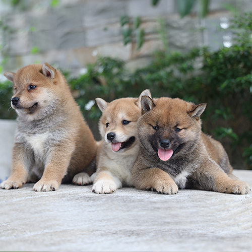 Ba chú chó con đáng yêu đang nằm chơi tại nông trại chó Đà Lạt