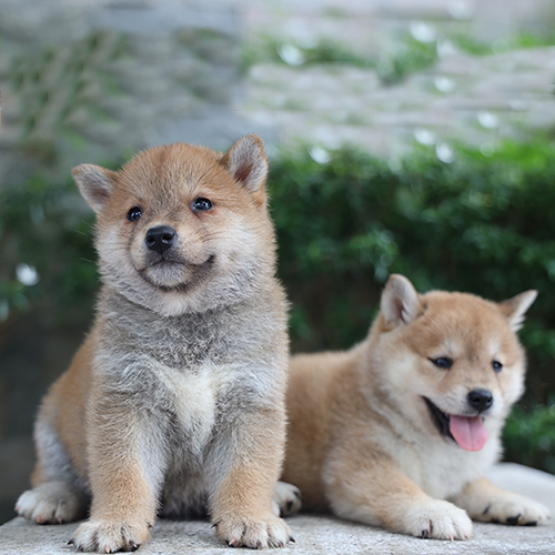 Hai chú chó Shiba Inu con lông vàng nâu, một ngồi một nằm, nhìn đáng yêu và tinh nghịch.