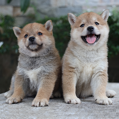 Hai chú chó Shiba Inu thuần chủng có giấy VKA ngồi cạnh nhau, biểu cảm dễ thương.