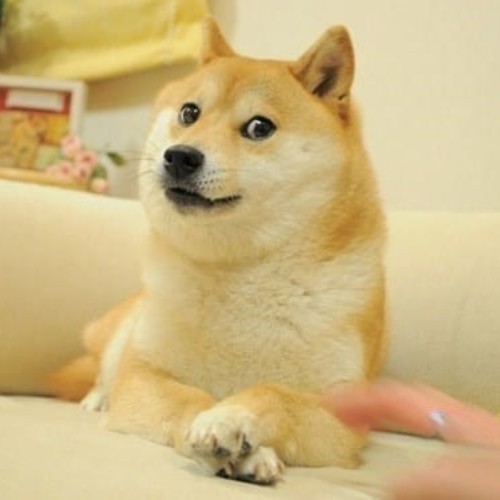 Bức ảnh siêu biểu cảm của chú chó Shiba Inu đã gây bão và tạo ra một trend meme toàn cầu trên internet.
