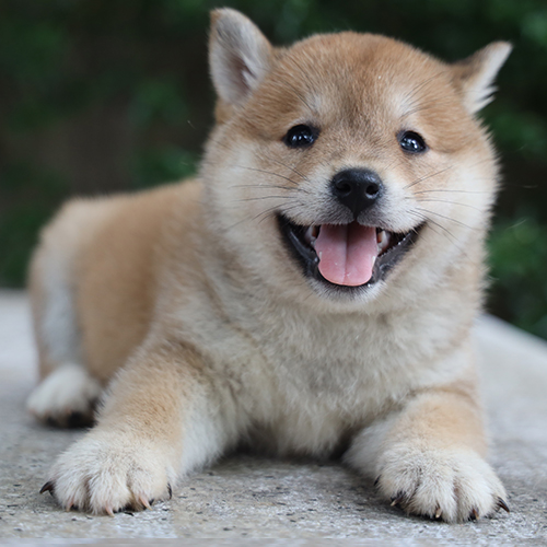Chó Shiba Inu con màu vàng nằm cười tươi cực đáng yêu