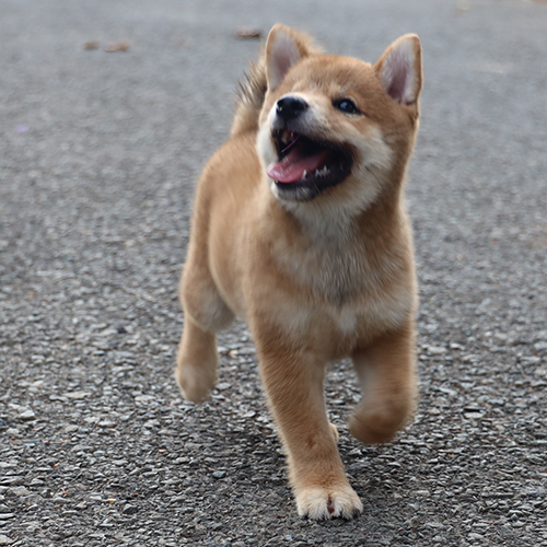 Chó Shiba đang chạy tung tăng trên nền đường nhựa