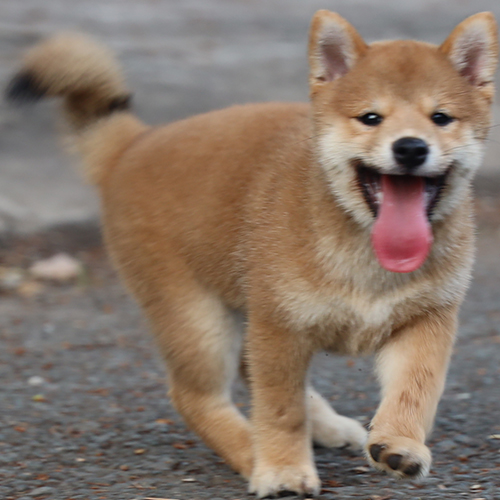 Chó Shiba Inu màu vàng đang chạy vui vẻ ngoài trời