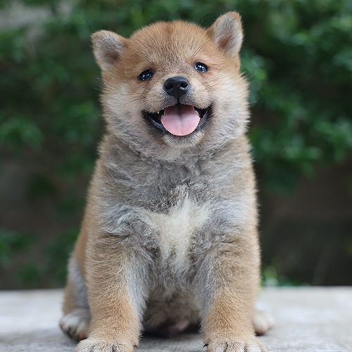 Chó Shiba Inu đực màu vàng ngồi thè lưỡi cực đáng yêu