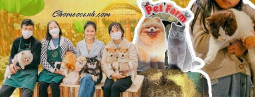 Nhân viên Chomeocanh.com cùng thú cưng gồm chó mèo tại Pet Farm.