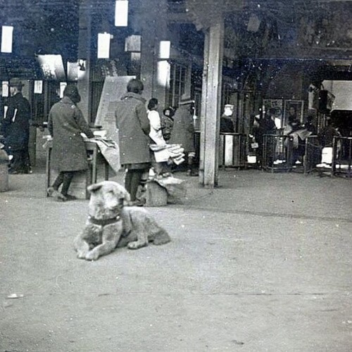 Hachiko buồn bã chờ đợi trong những ngày cuối đời