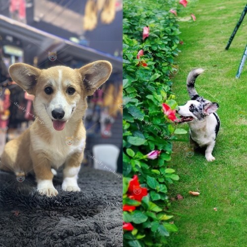 So sánh Pembroke Corgi và Cardigan Corgi qua hình ảnh thực tế.