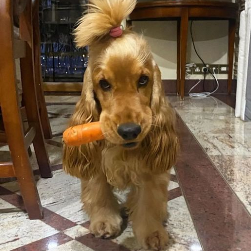 Chó Cocker Spaniel lông vàng dài ngậm cà rốt, ngoại hình dễ thương và lông mượt
