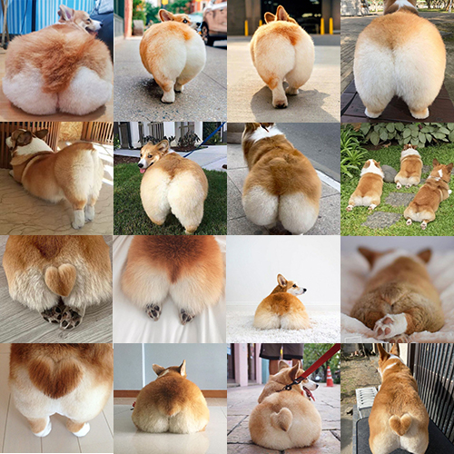 Bộ sưu tập hình ảnh chó Corgi mông bự, đáng yêu, với hình trái tim và thân hình chân ngắn.