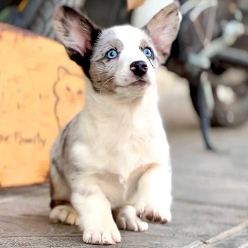 Chó Corgi Cardigan lông merle với đôi mắt xanh cuốn hút.