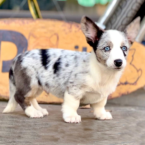 Cardigan Corgi với bộ lông blue merle và đôi mắt xanh nổi bật.