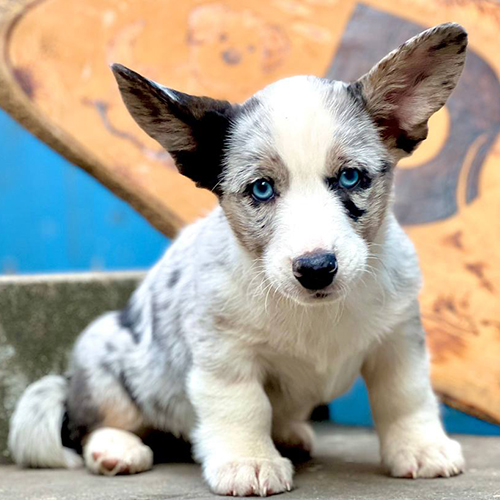 Chó Corgi Cardigan màu Blue Merle mắt xanh, dáng ngồi đáng yêu