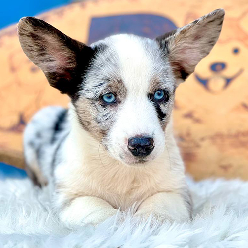 Chó Corgi Cardigan mắt xanh nằm thư giãn đáng yêu