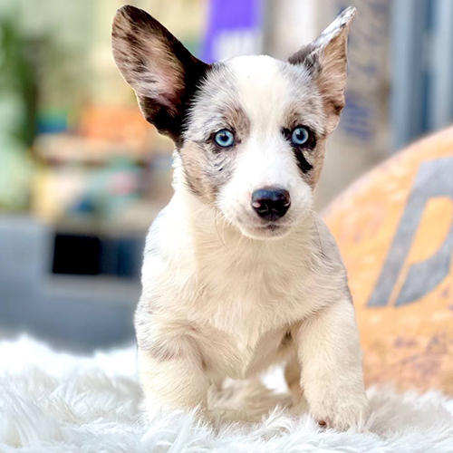 Corgi mắt xanh thuần chủng tại Chomeocanh.com – giá bán minh bạch