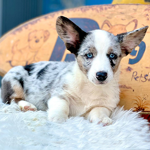 Chó Corgi lông màu Merle với đôi mắt xanh nổi bật.
