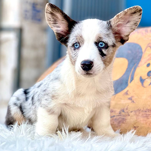 Corgi Cardigan Blue Merle mắt xanh với lông đốm xám đen ấn tượng